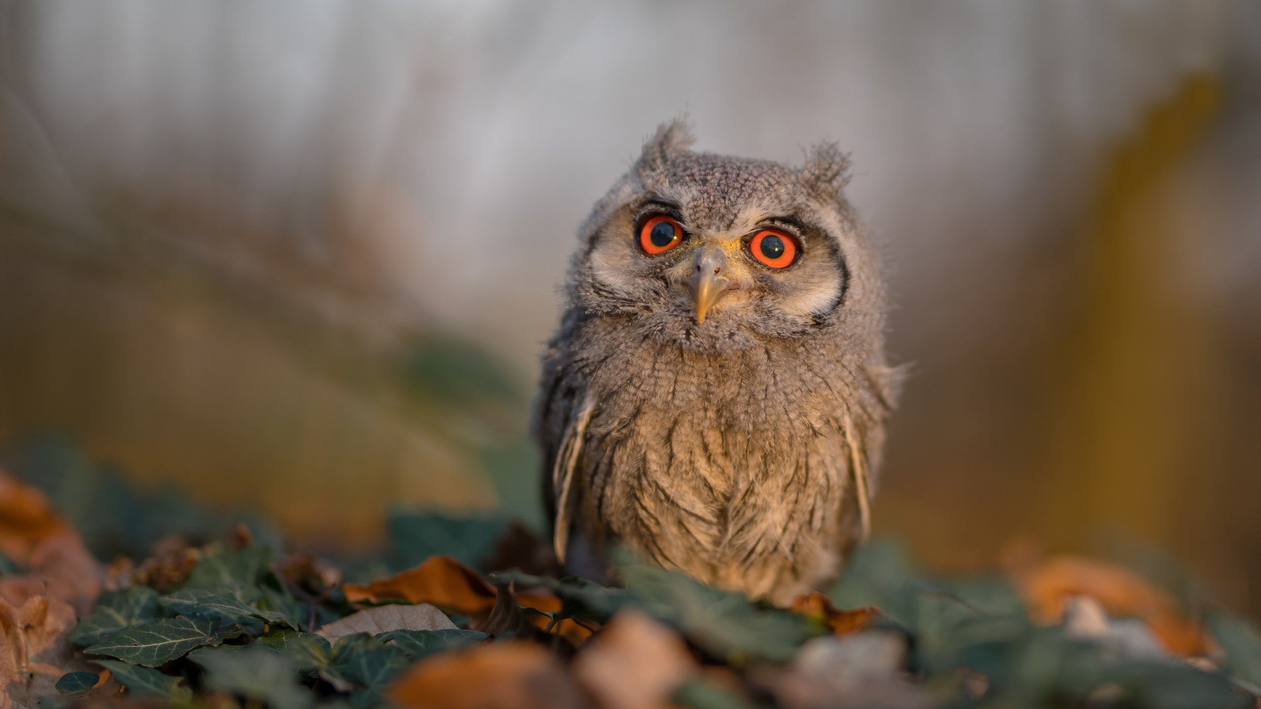 德国男子排球队在四分之一决赛中惜败巴西队，德国男排二传