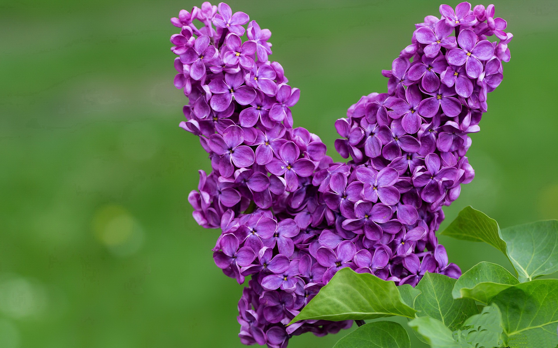 【费城费城人队的坚韧】伤兵满营依旧坚不可摧,费城是啥