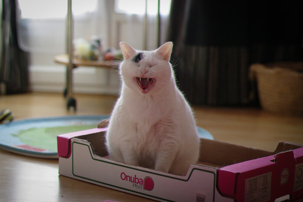 周泓余在女子围棋名人战中表现出色,晋级8强,周泓余学棋经历