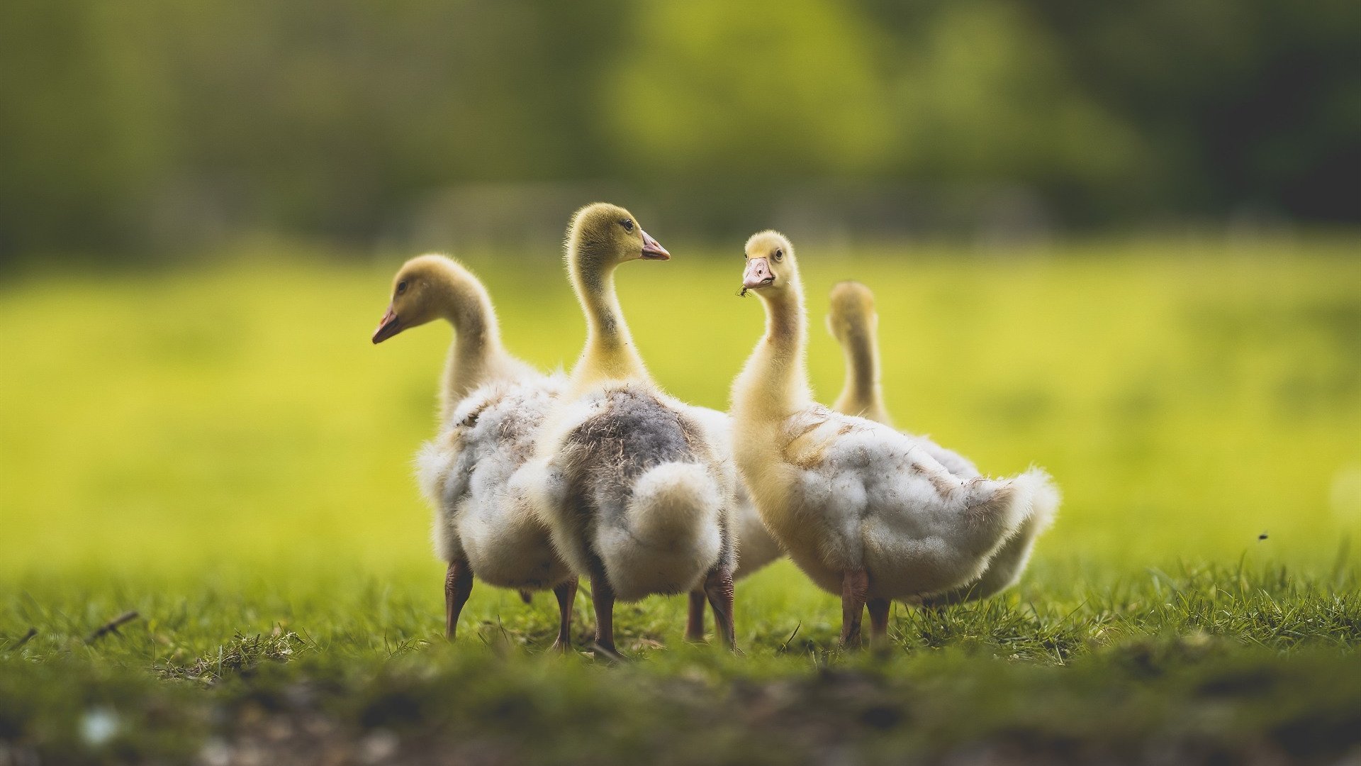 奥运半决赛：阿根廷再战巴西，烽火重燃，奥运会阿根廷夺冠视频