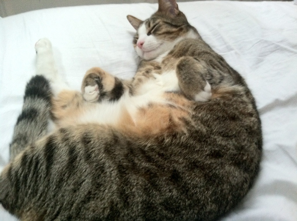 奥运半决赛：阿根廷再战巴西，烽火重燃，奥运会阿根廷夺冠视频